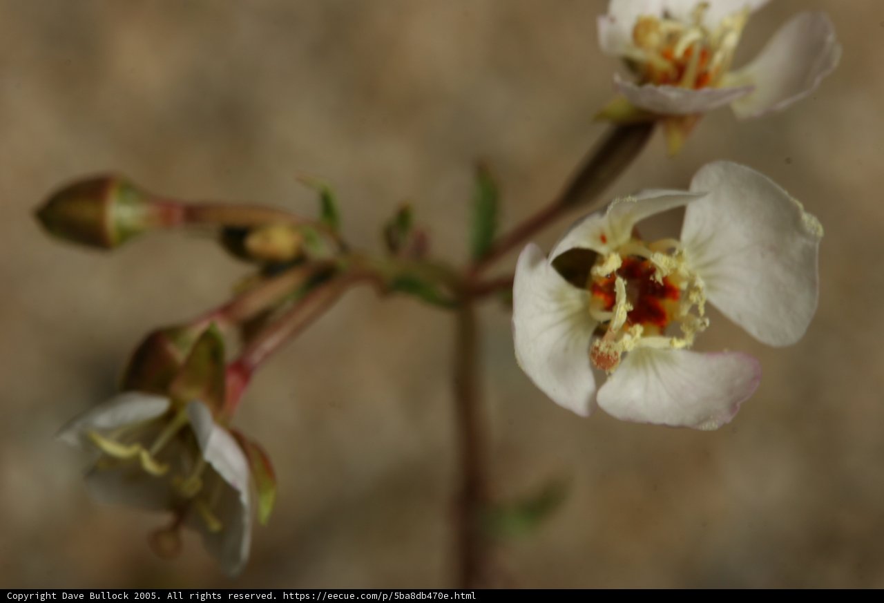 White Flower with Red and Yellow Petals