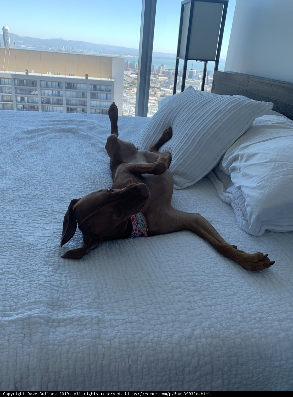 Cozy Canine Couch