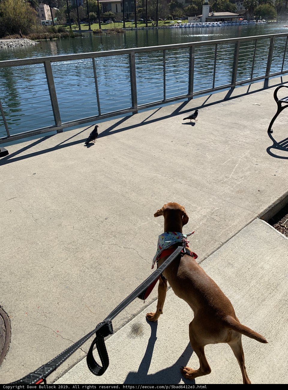 Lake Walk with Furry Friends