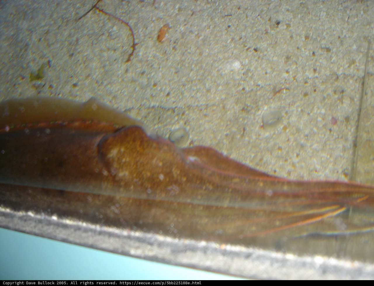 The Mighty Squid