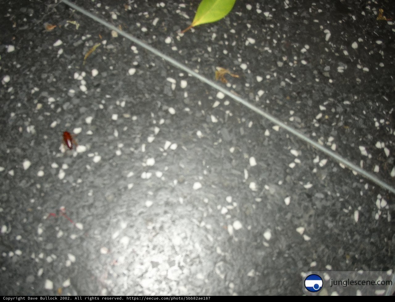 Creepy Crawly on the Floor