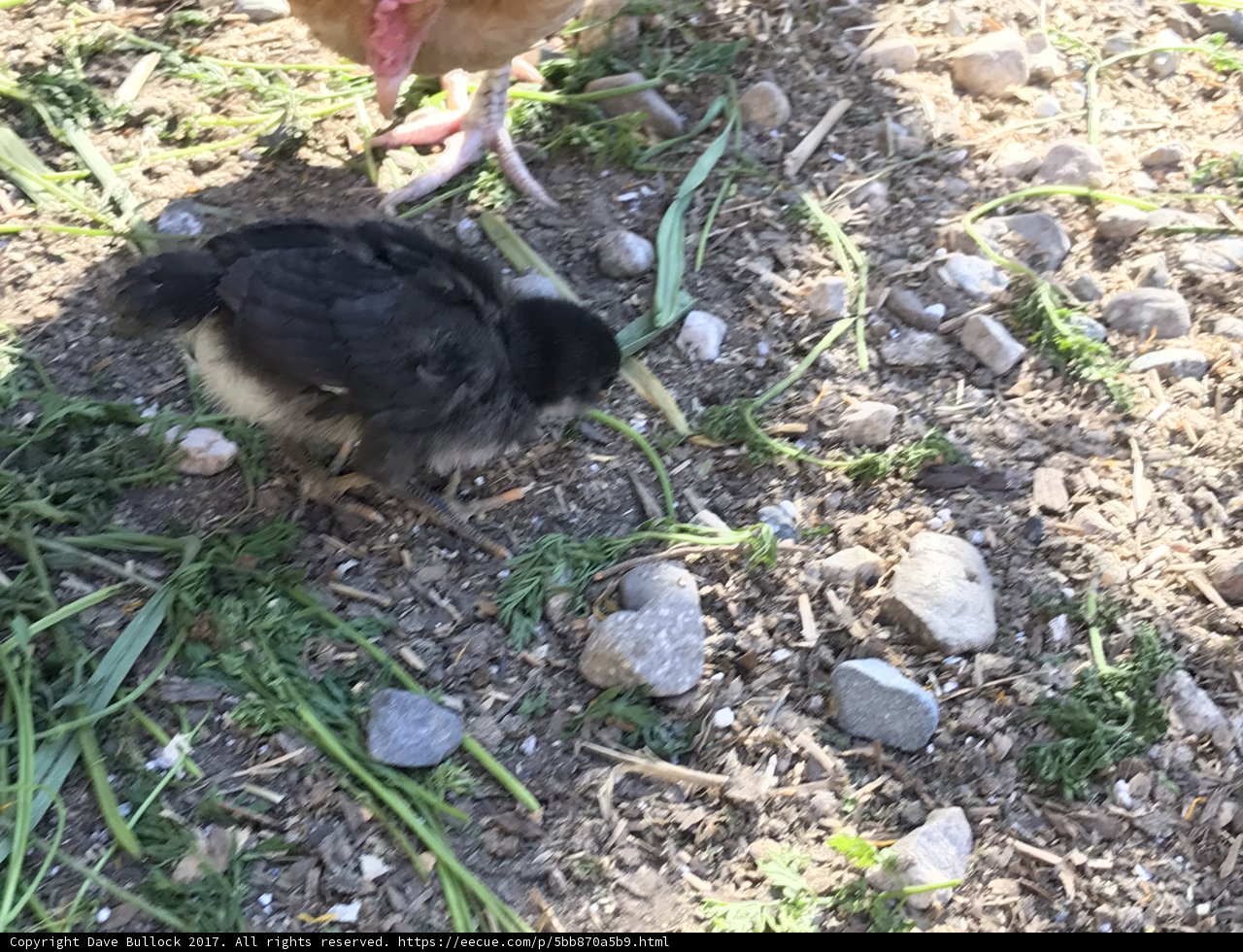 The Little Chick and The Big Hen