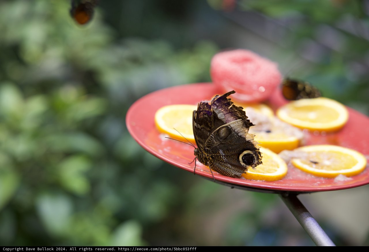 A Delicate Visitor
