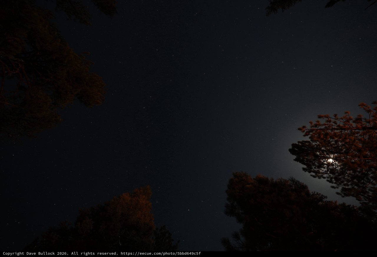 Moonlit Pines Beneath a Star-Filled Sky