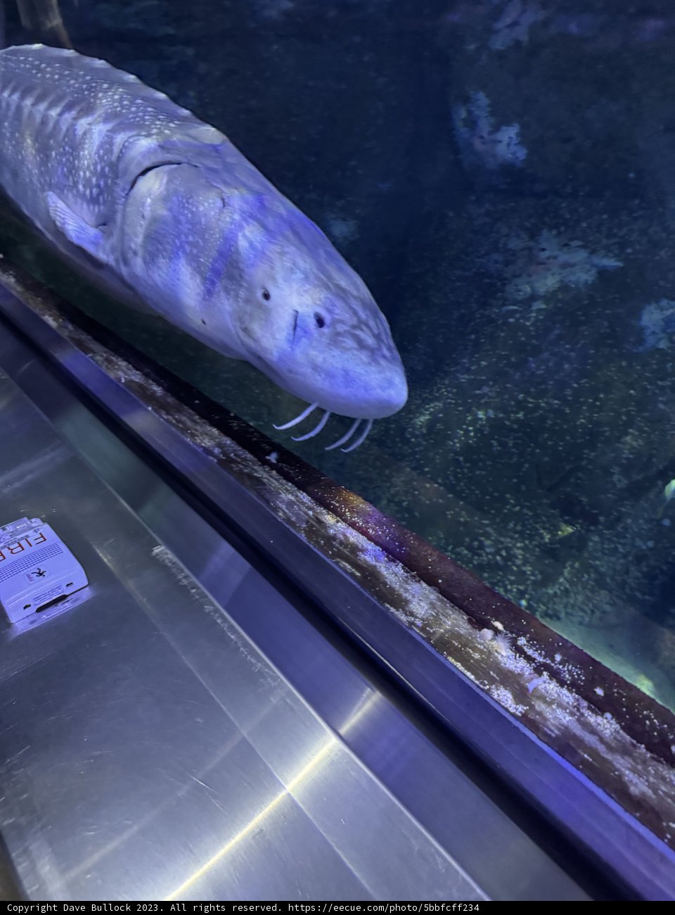 Encounter with the Aquatic Giant