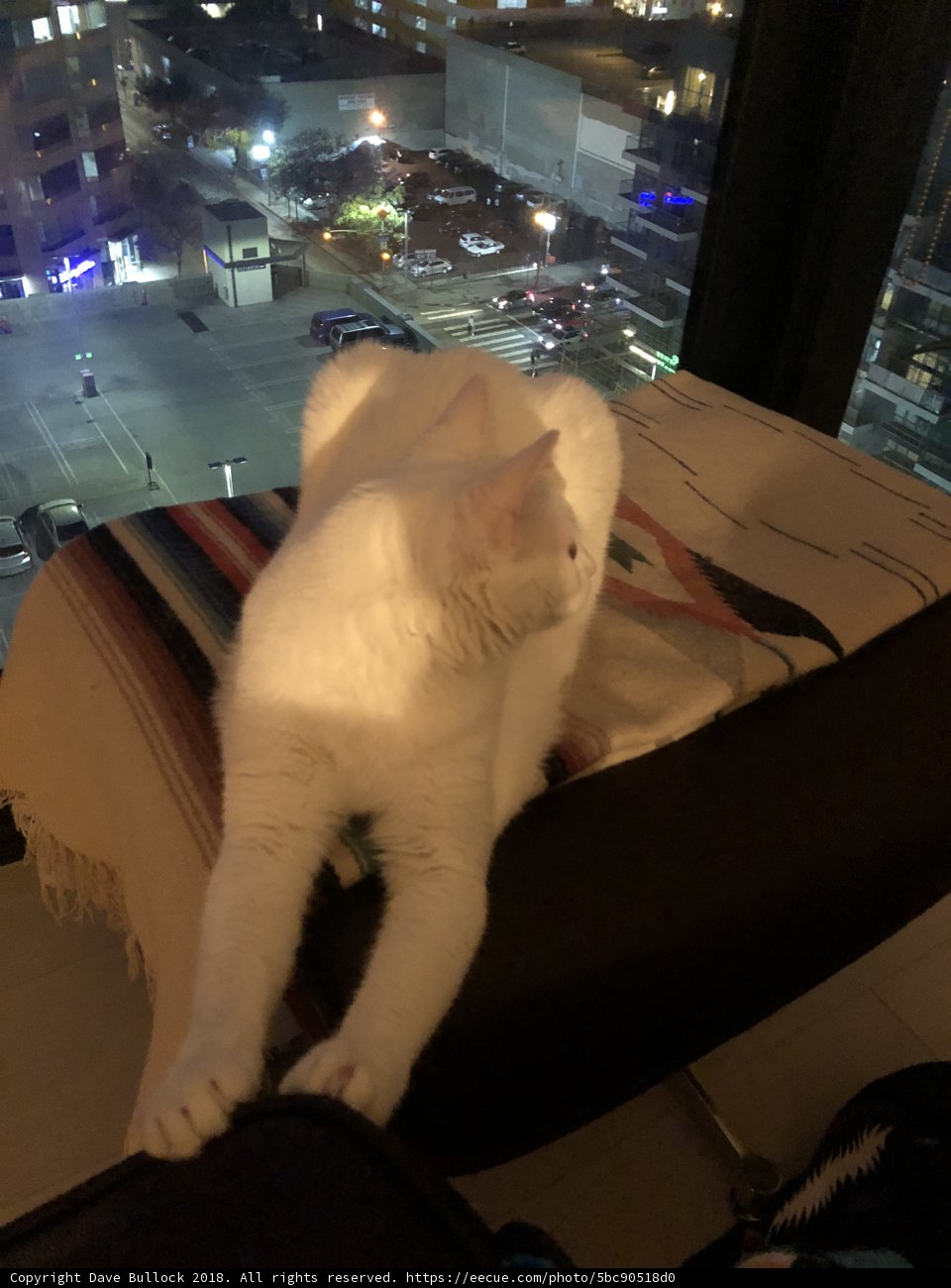 White Cat Lounging by the Window