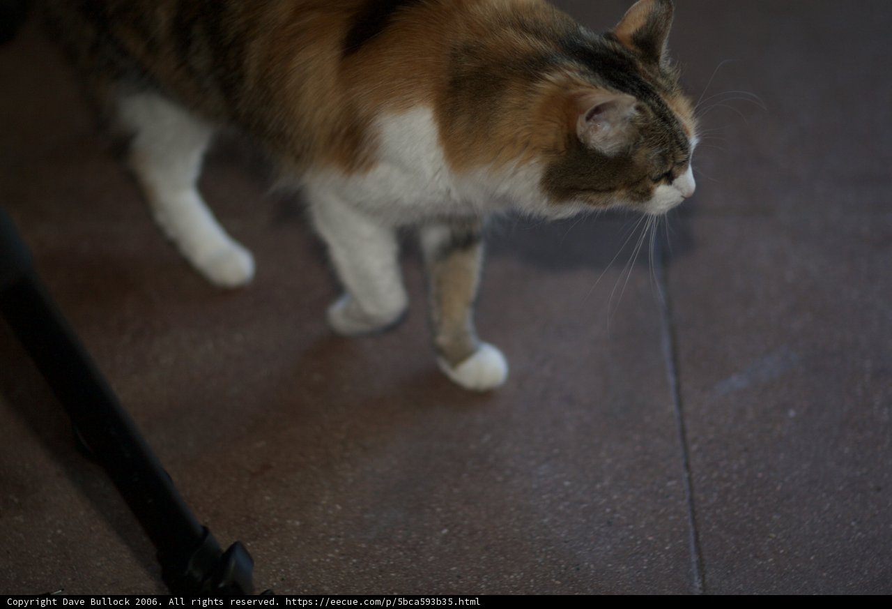 Feline Strutting on Hardwood Flooring