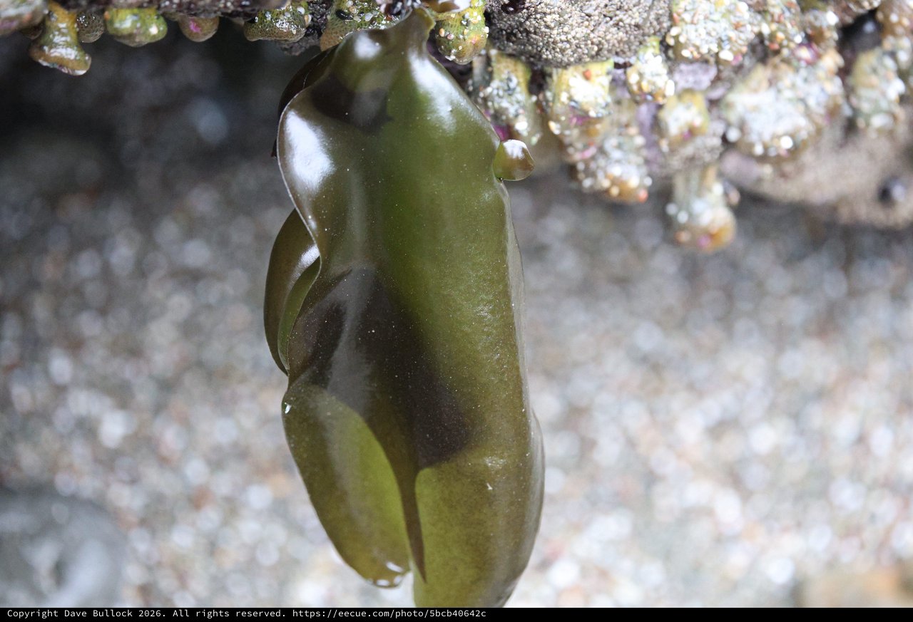 Emerald Seaweed Draped Beneath Tide Pool Rock