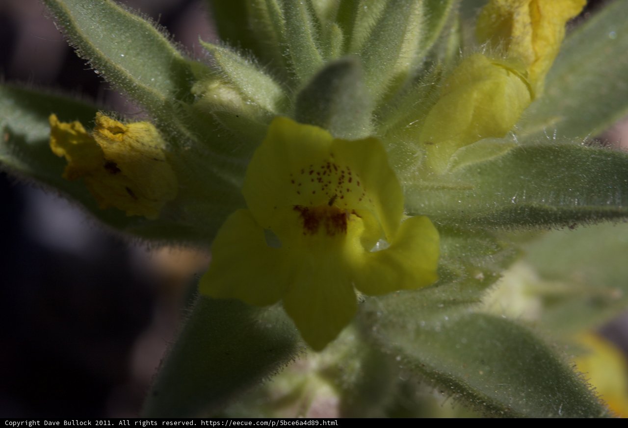 Vibrant Yellow Flower with Red Center