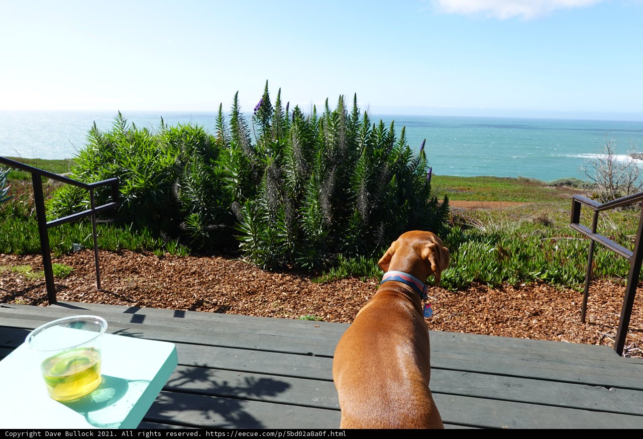 Canine Appreciation for the Ocean View