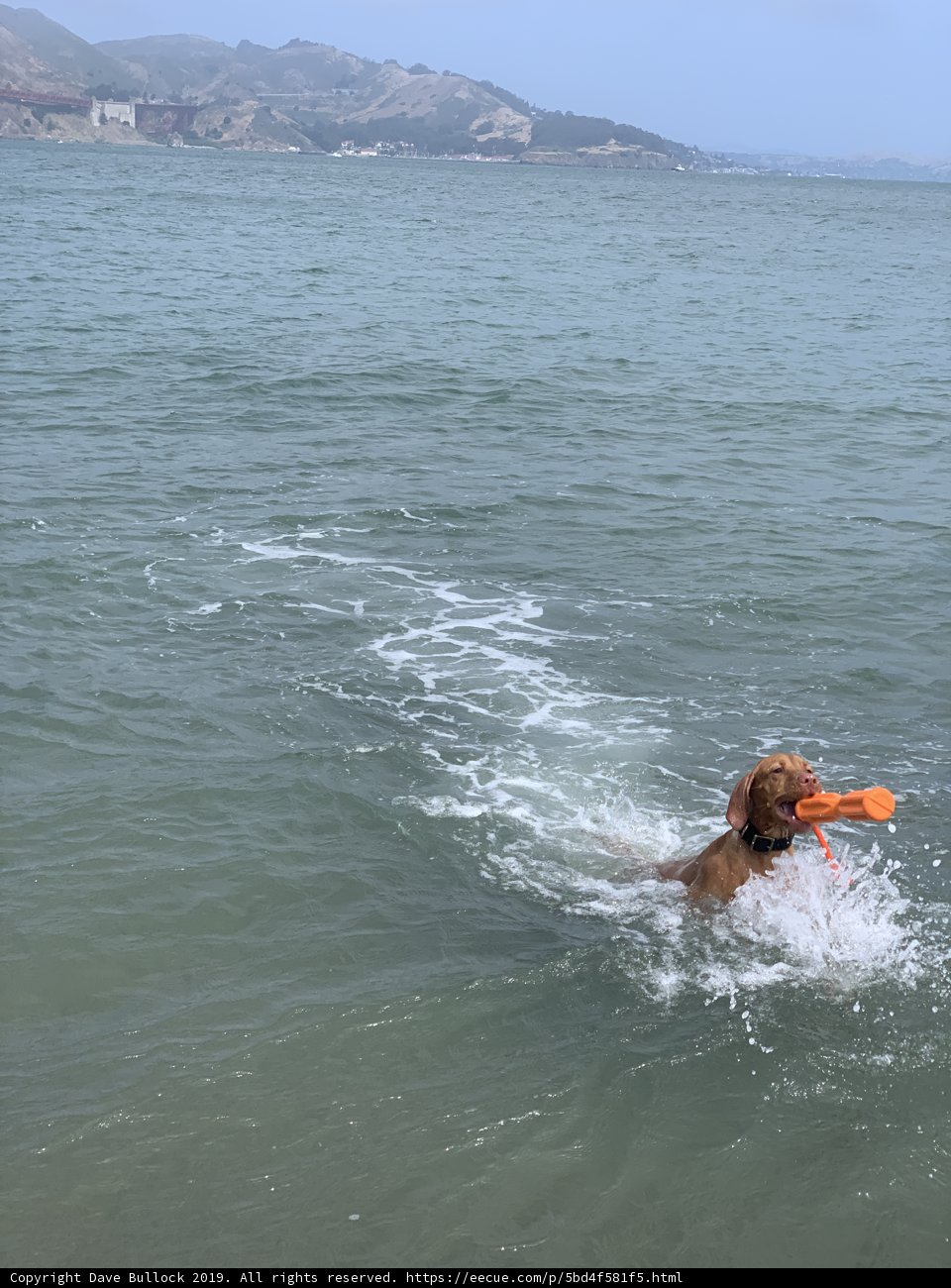 Happy Pooch in the Bay