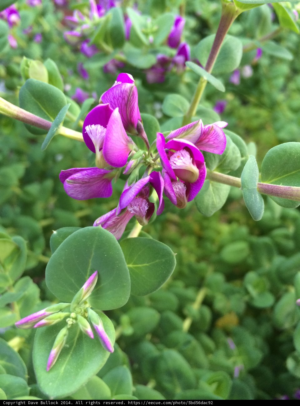 Majestic Purple Geranium