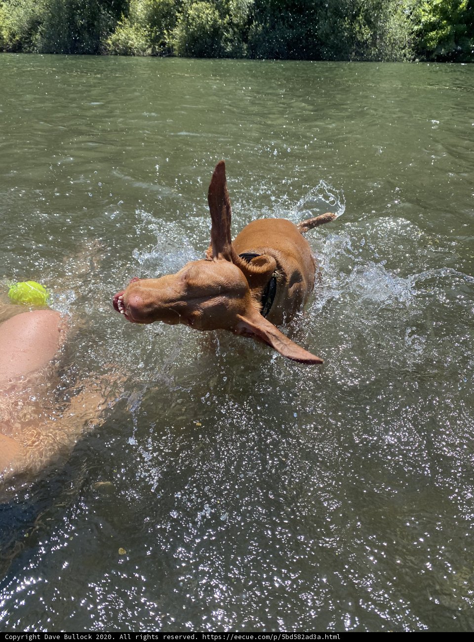 Summer Fun with Fido at Monte Rio Beach