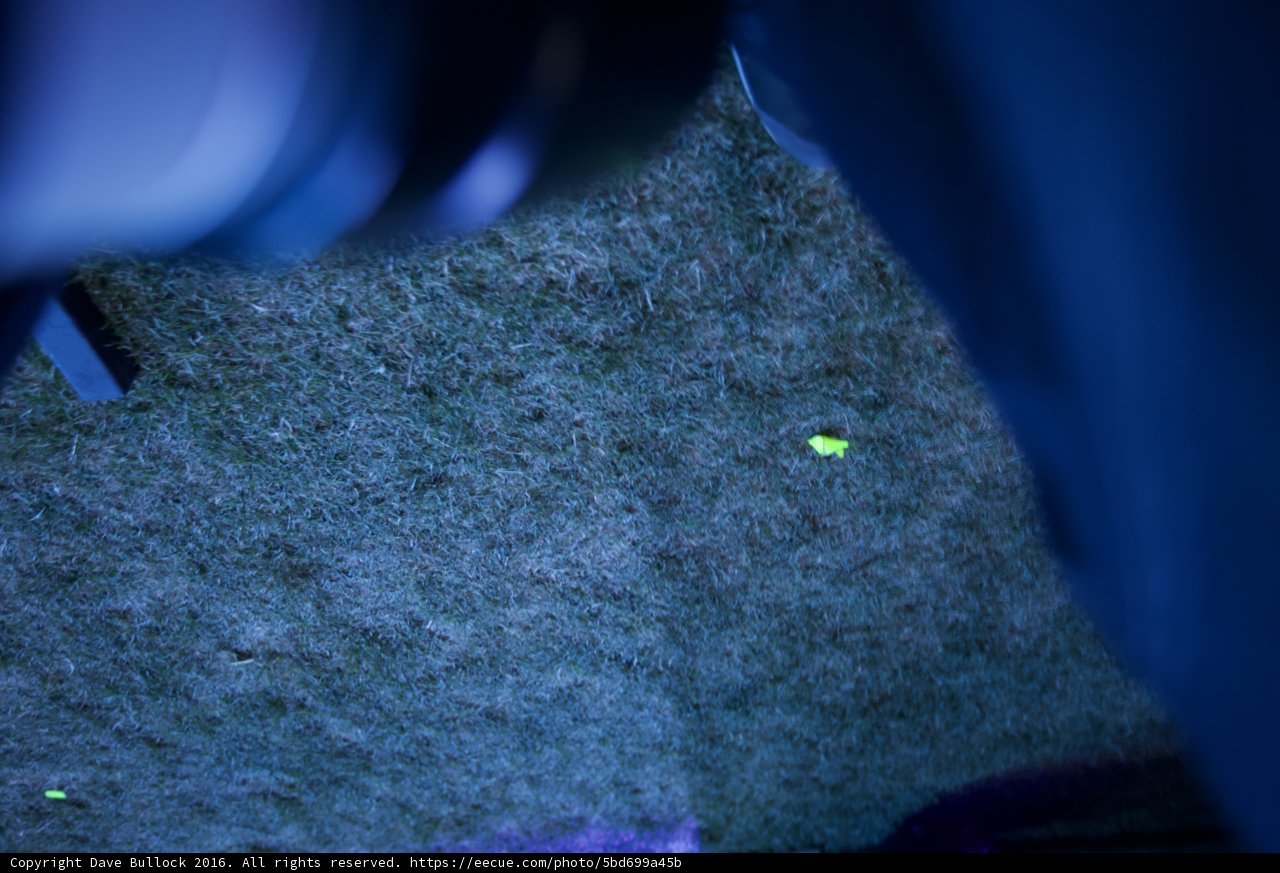 Glowing Firefly