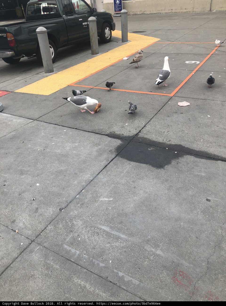 Fowl Meeting
