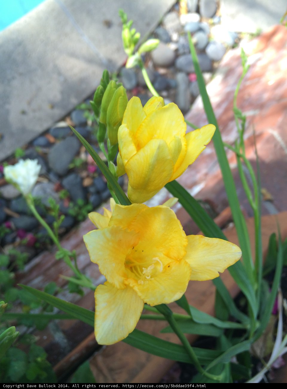 Sunny Blooms by the Pool