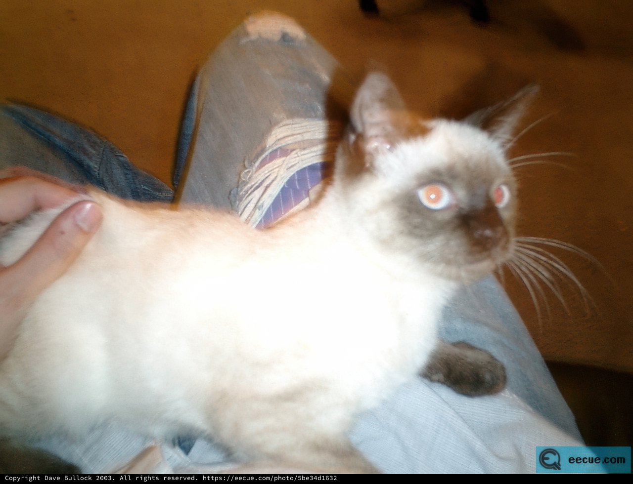 A Feline Cuddle