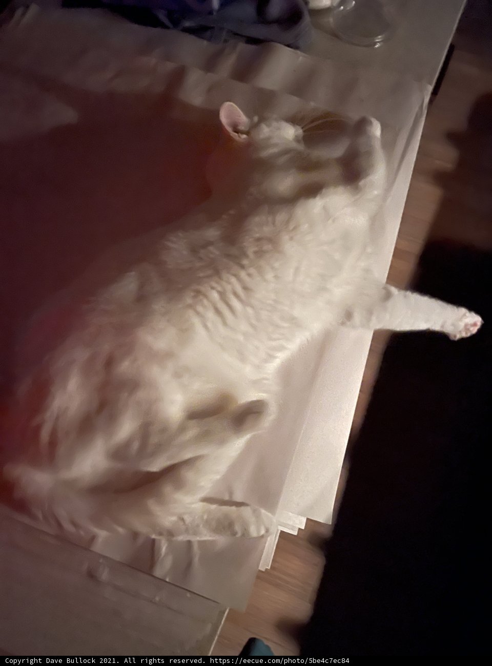 White Angora Cat on Hardwood Floor