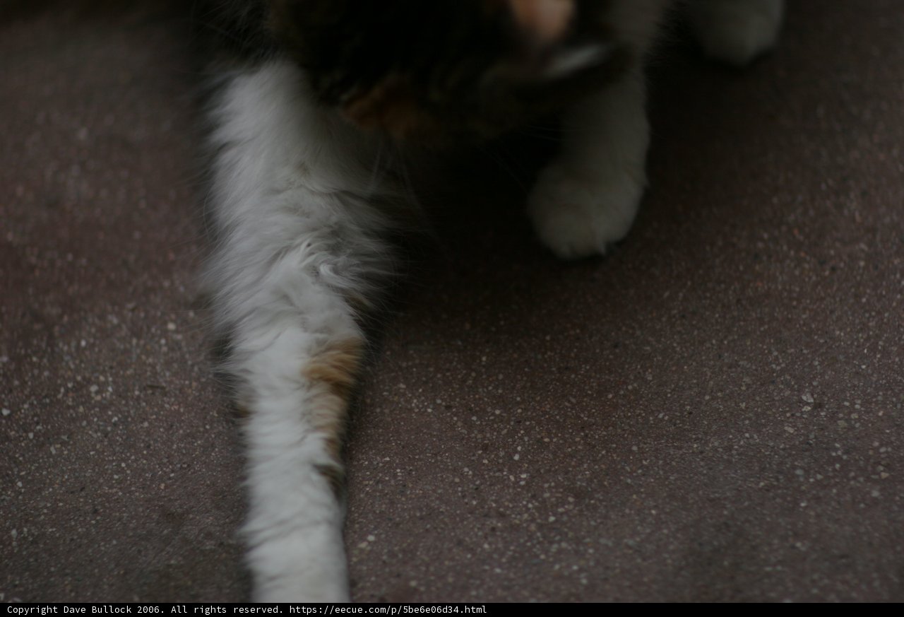 Petite Manx Kitten on the Ground