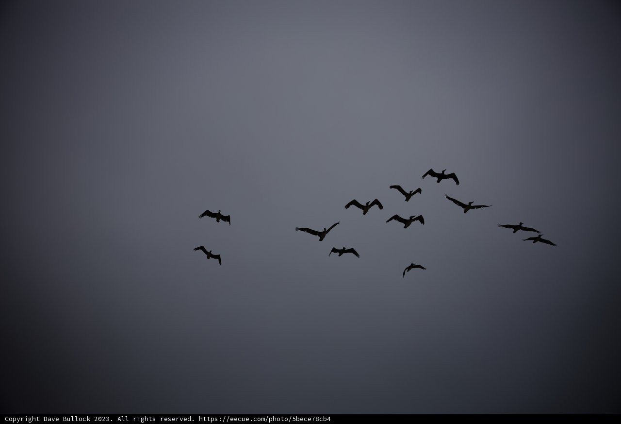 Soaring Silhouettes in Pescadero Sky