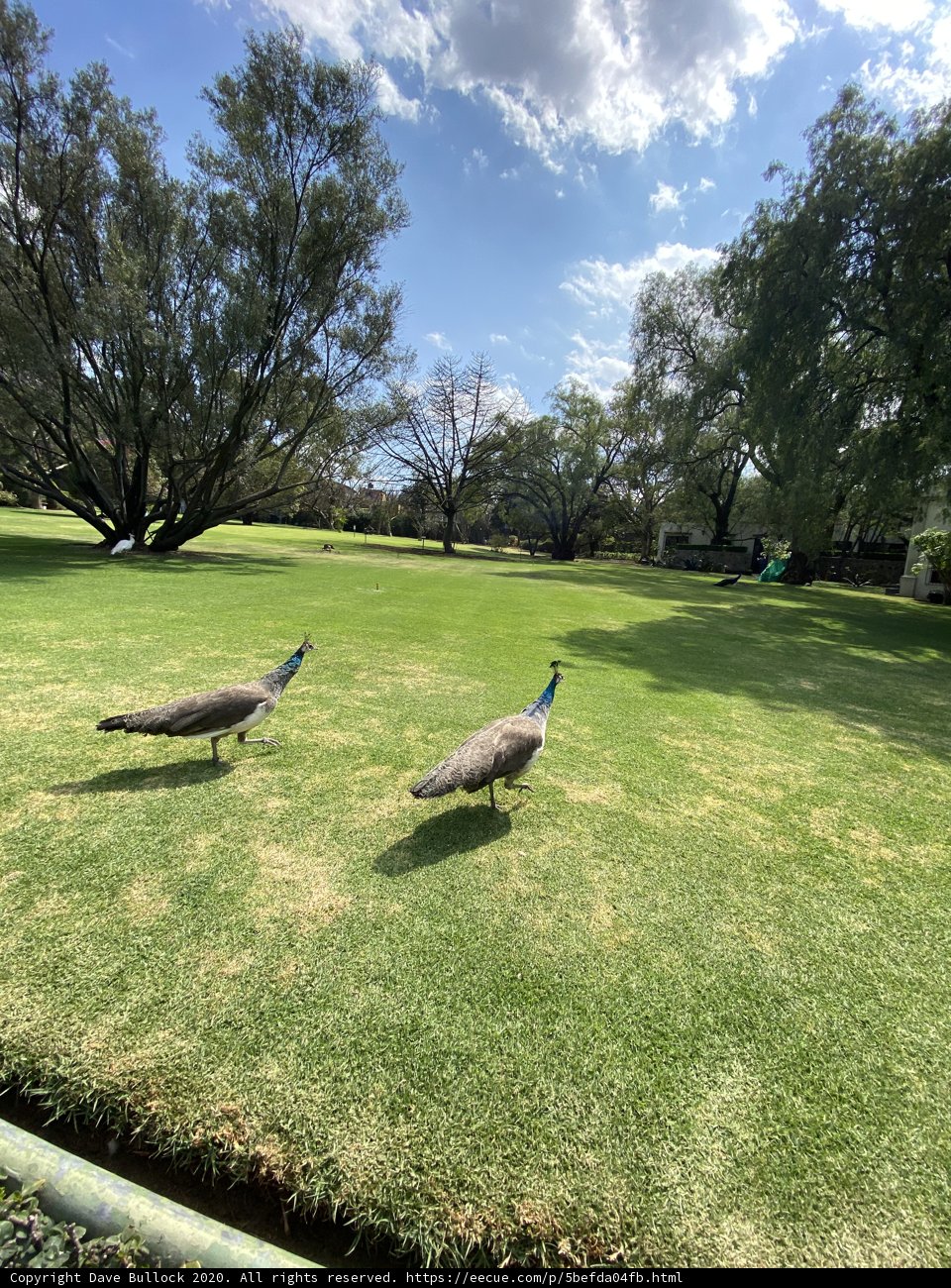 Peacocks in the Park