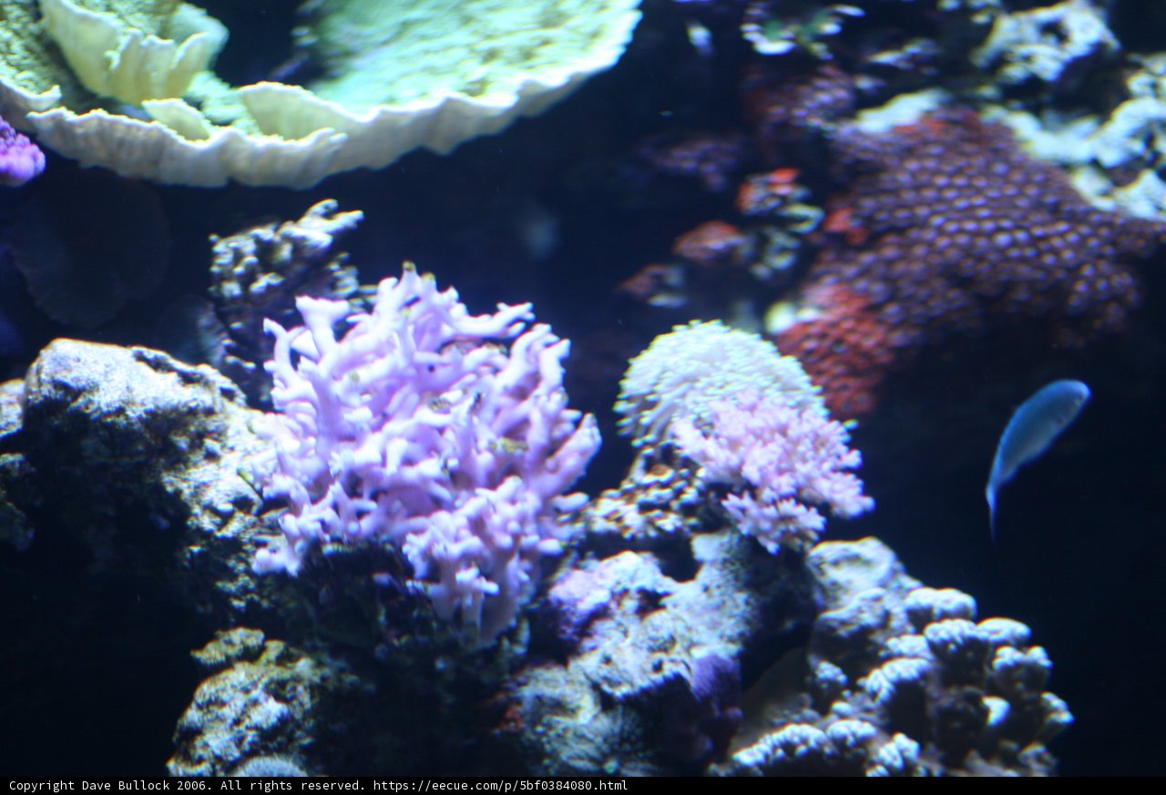 A Diverse Coral Reef Ecosystem