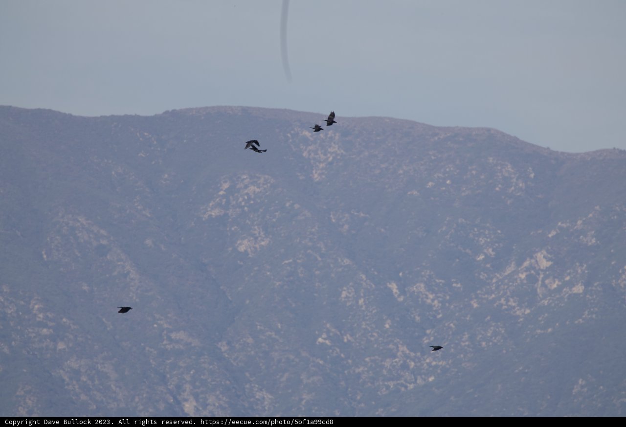 The Skyward Dance: El Sereno Birds Over the Mountain Range