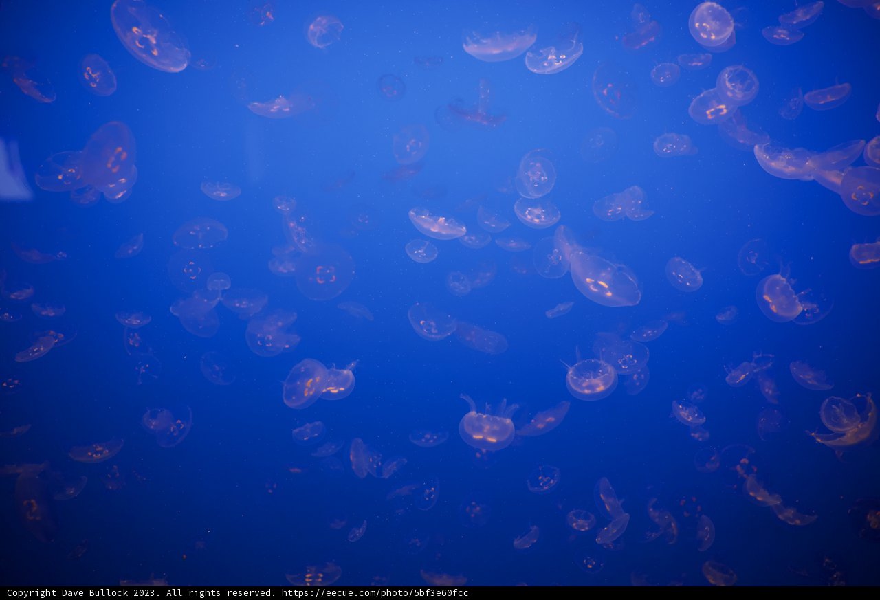 Underwater Ballet of the Monterey Jellyfish