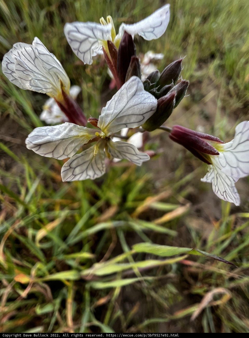 Beautiful White Flowers in the Grass