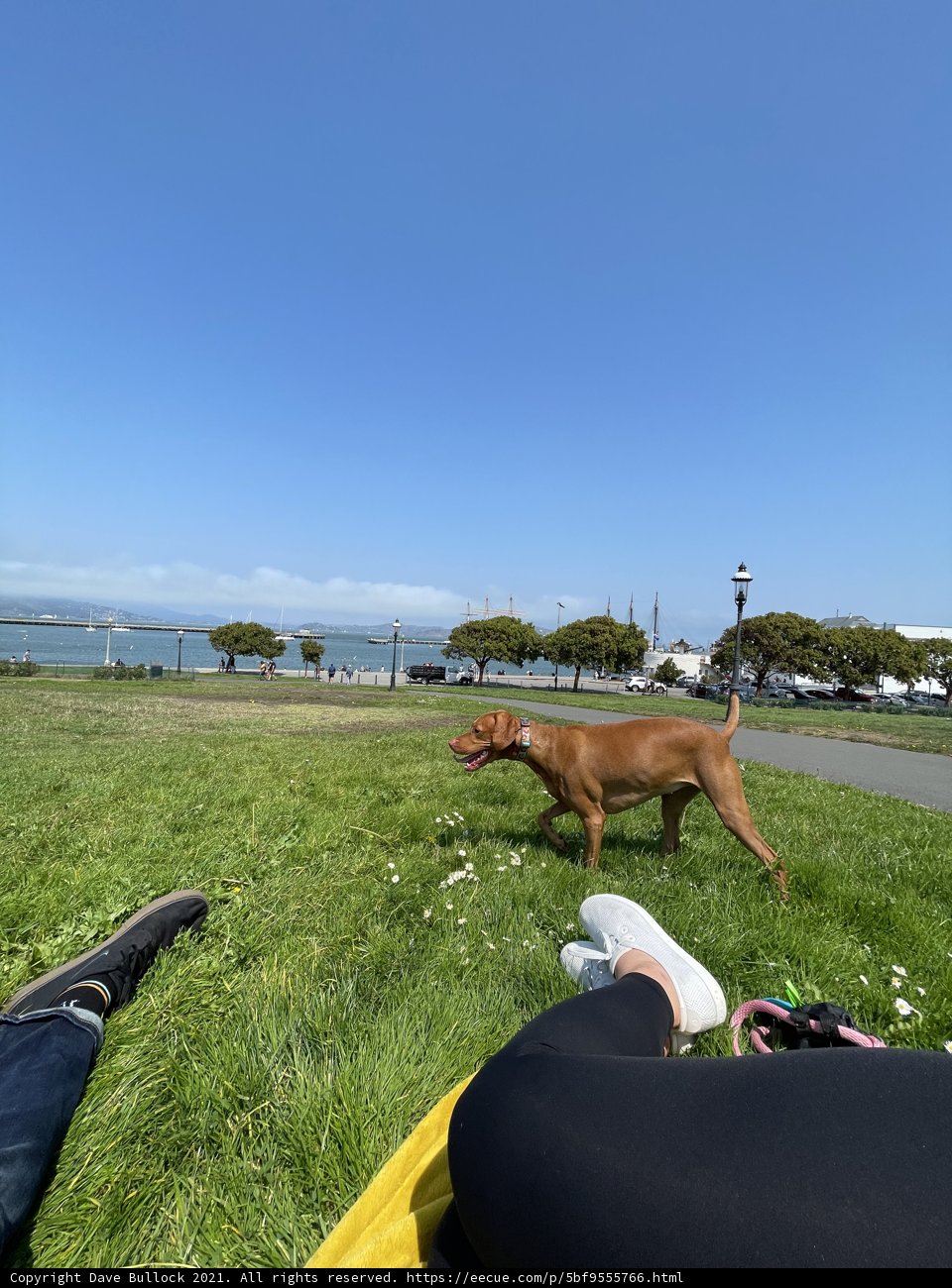 Man's Best Friend in the Park