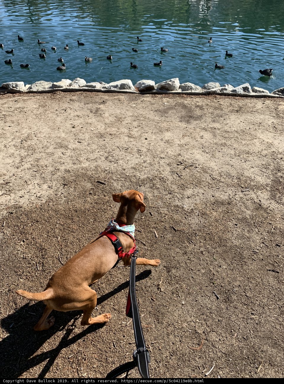 Leashed Basenji at the Pond