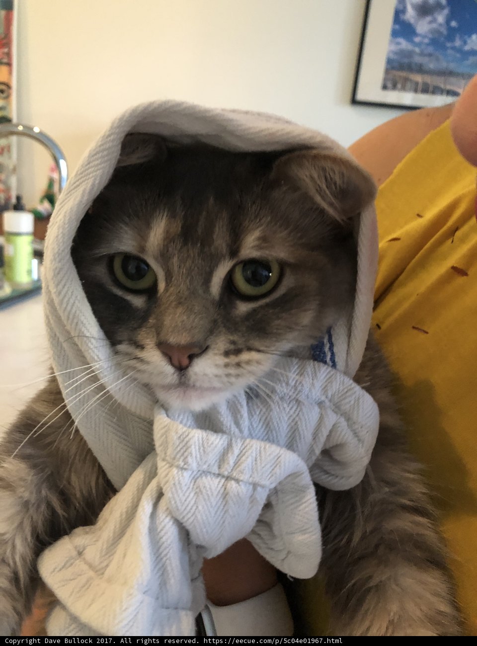 Towel-Headed Cat