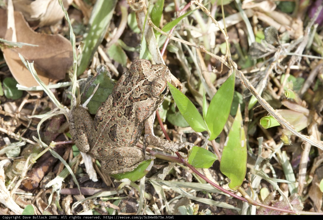 Hoppy Little Friend