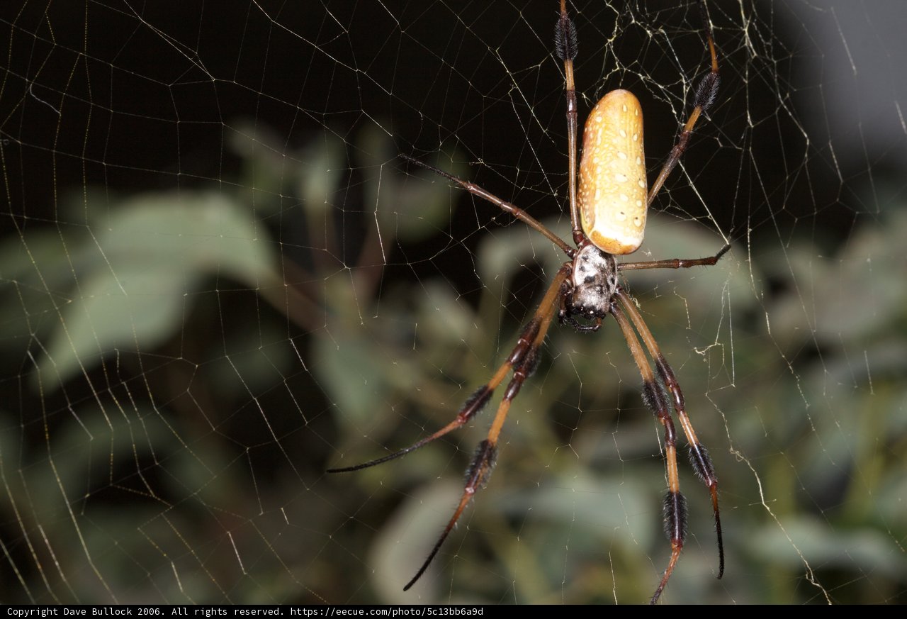 Yellow and Black Garden Spider