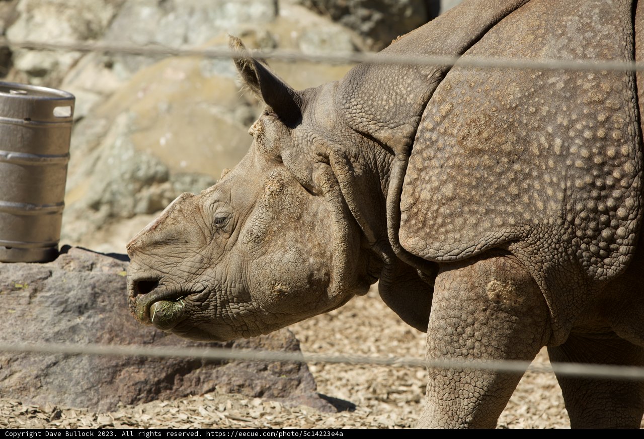 Majestic Solitary Moment at SF Zoo