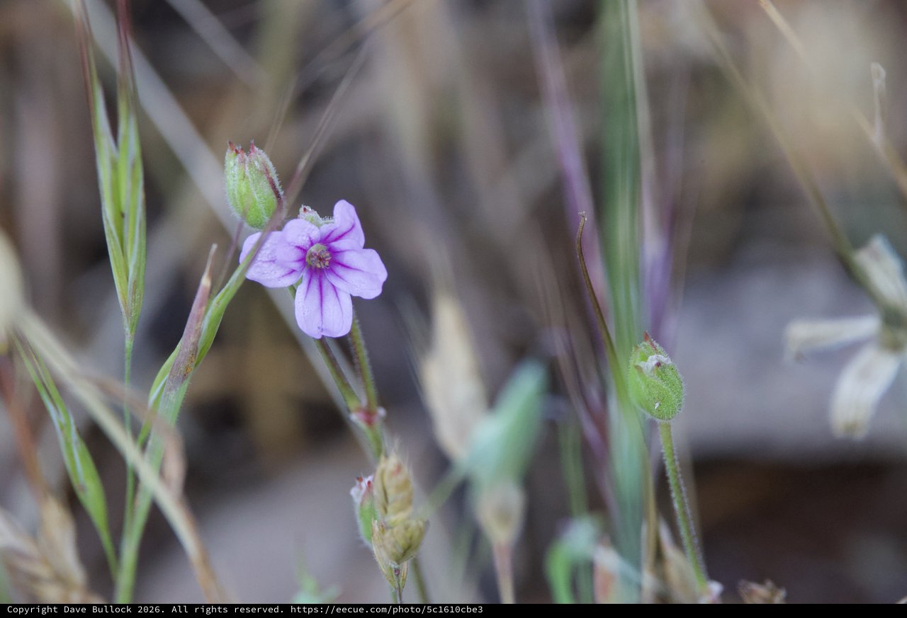 Delicate Wild Geranium Blooms Among Dry Grasses