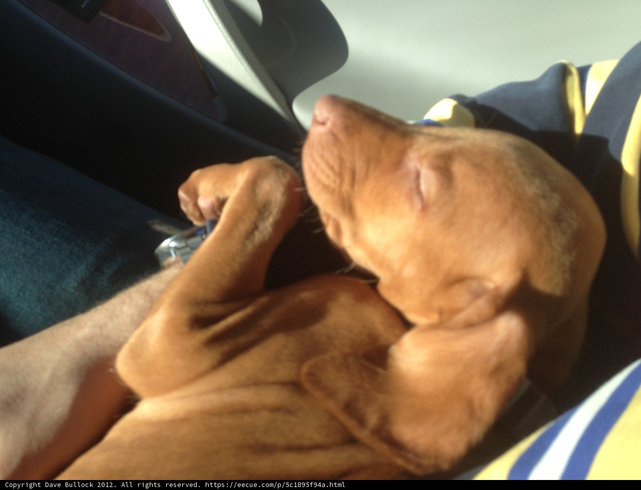 Peaceful Pup in the Car Seat