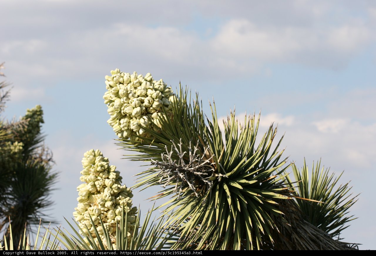 The Beauty of Joshua Tree Flowers