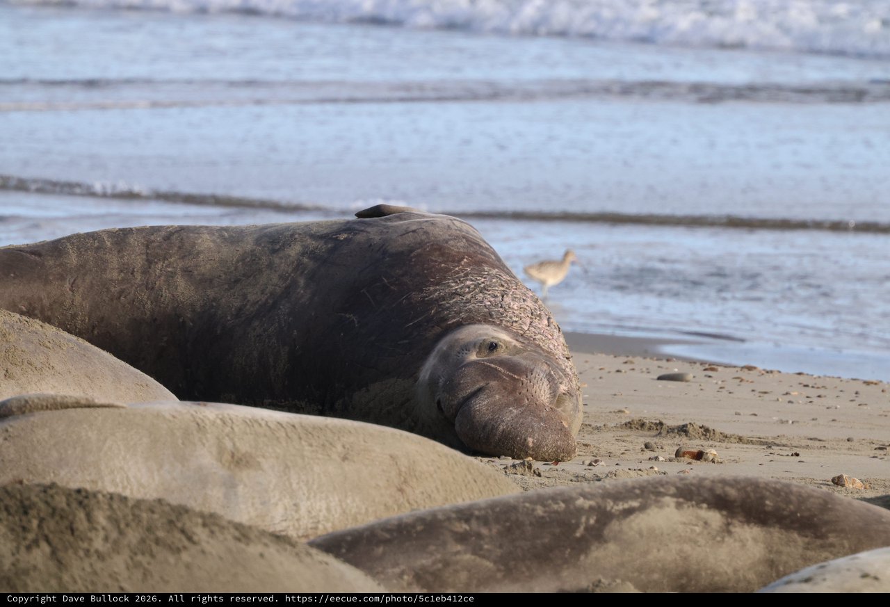 Elephant Seal Resting on Drakes Beach Shore