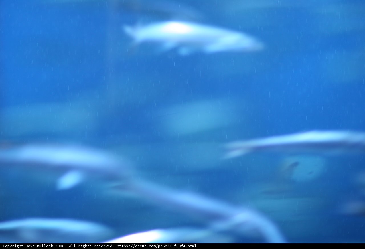 A School of Aquatic Life