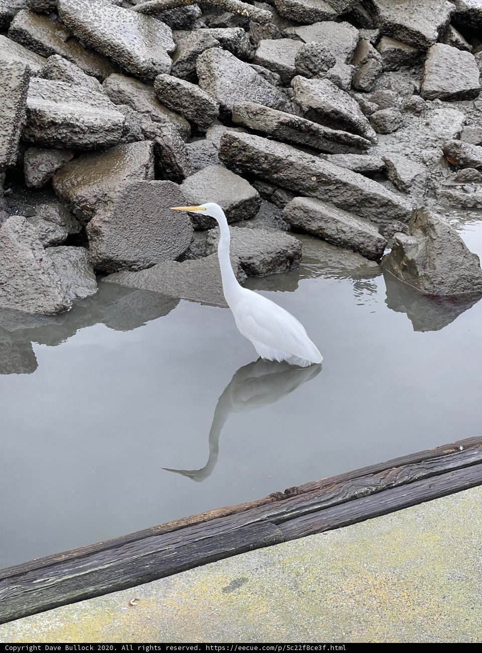 White Waterfowl Near Richardson Bay Rocks