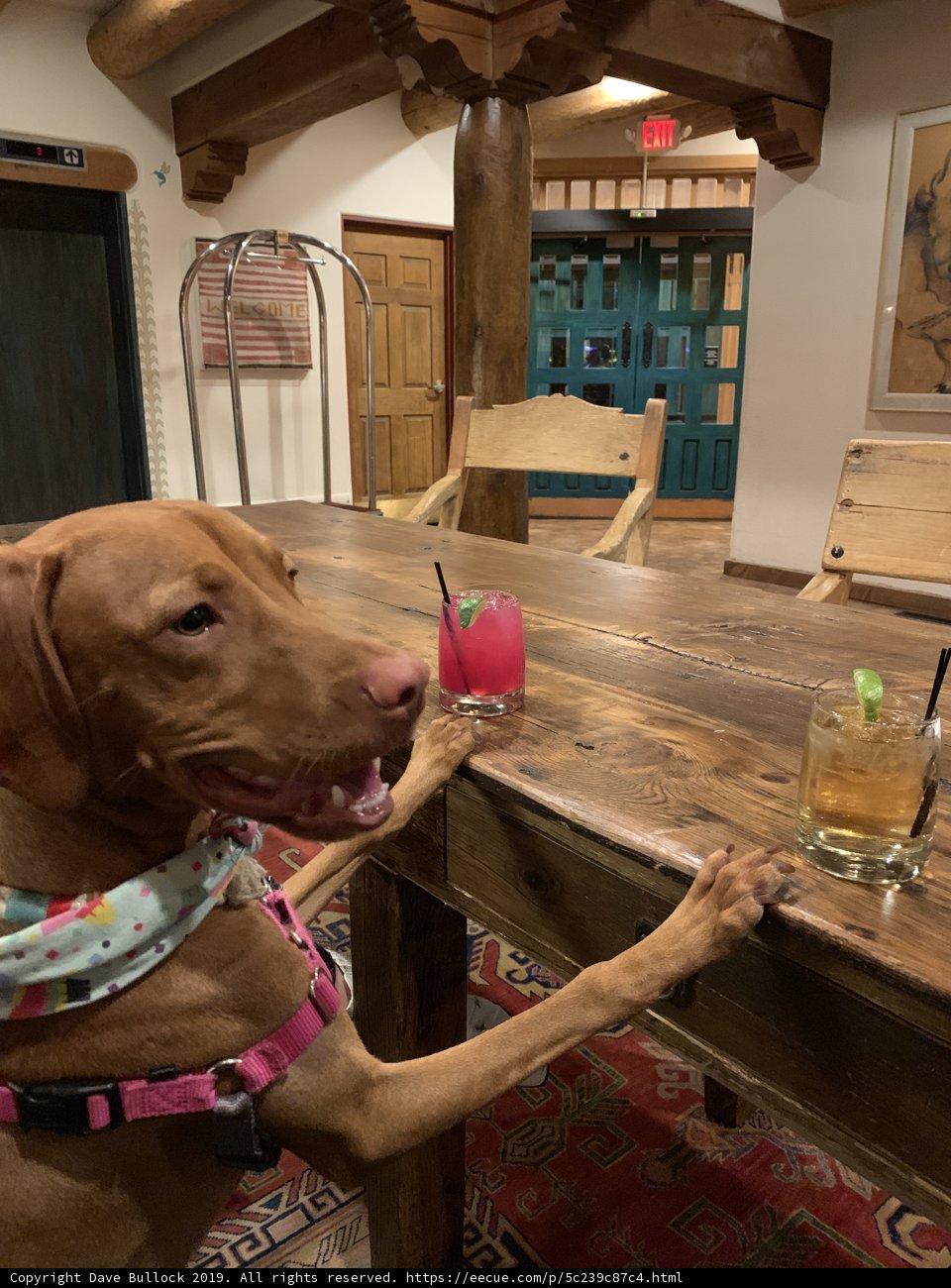 A Canine Cheers