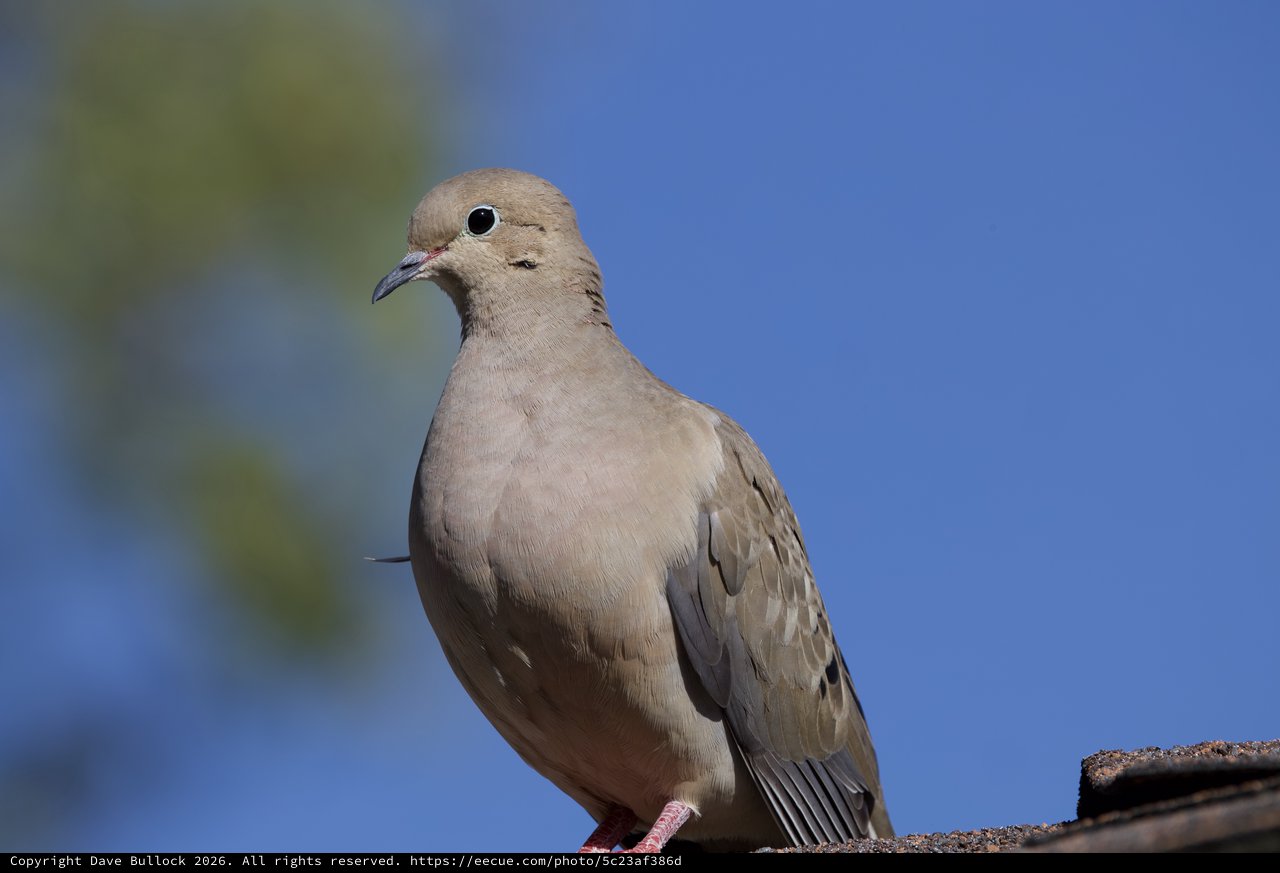 Mourning Dove Portrait Against Clear Blue Sky