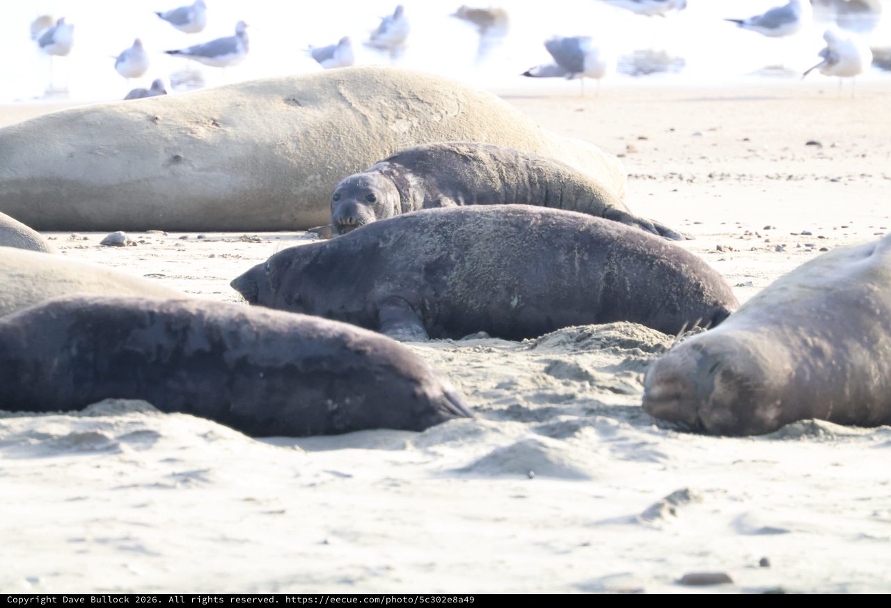 Elephant Seals Resting on Drakes Beach Sand