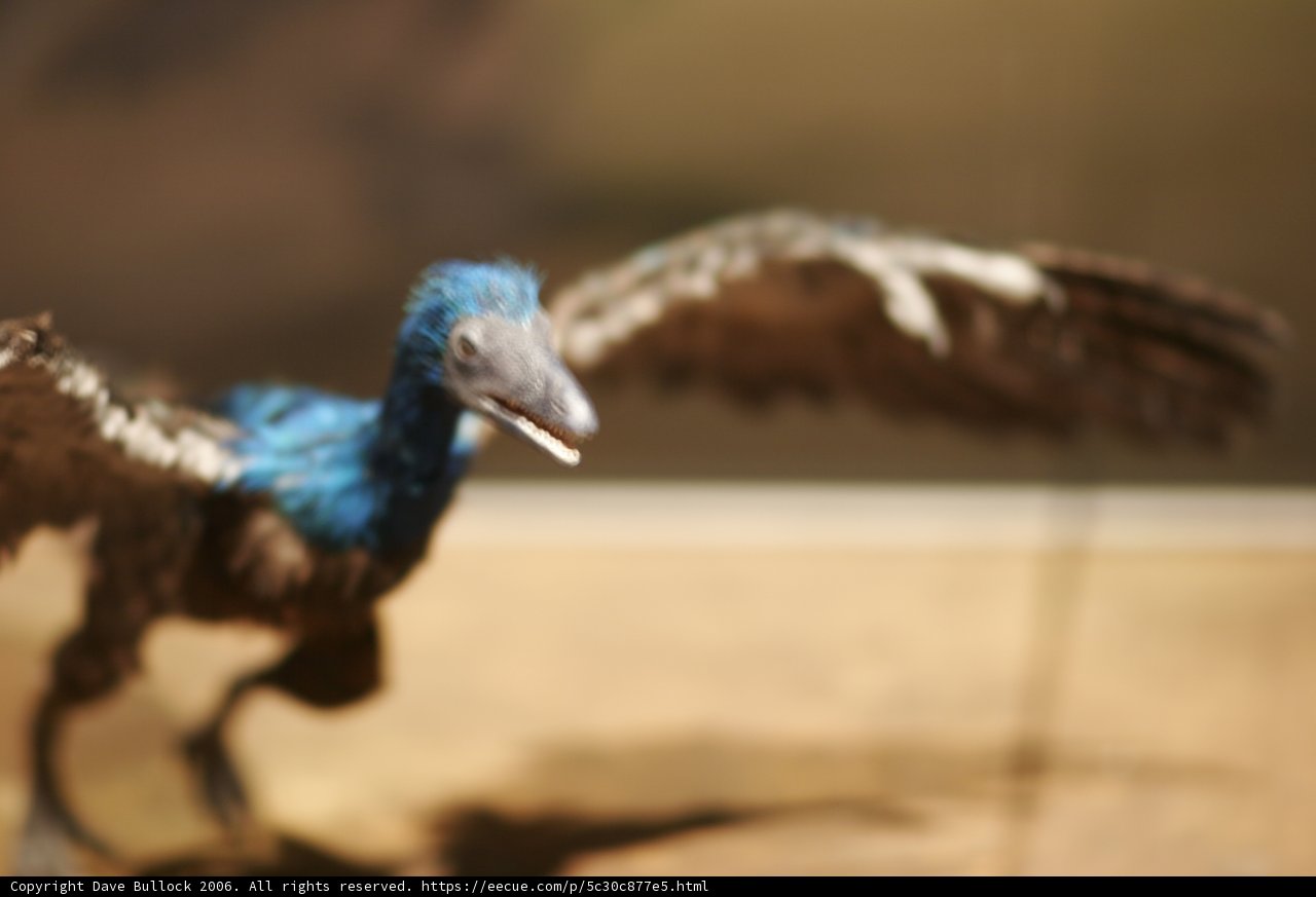 Blue and Black Bird