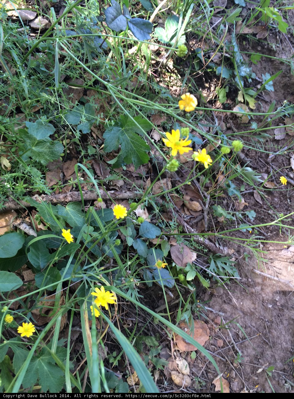 Patch of Sunshine