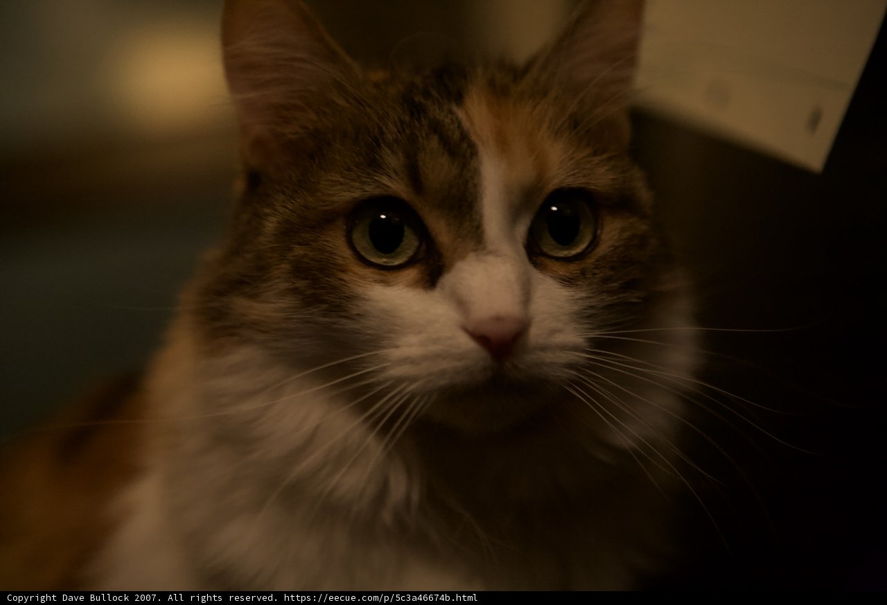 Night-time Feline