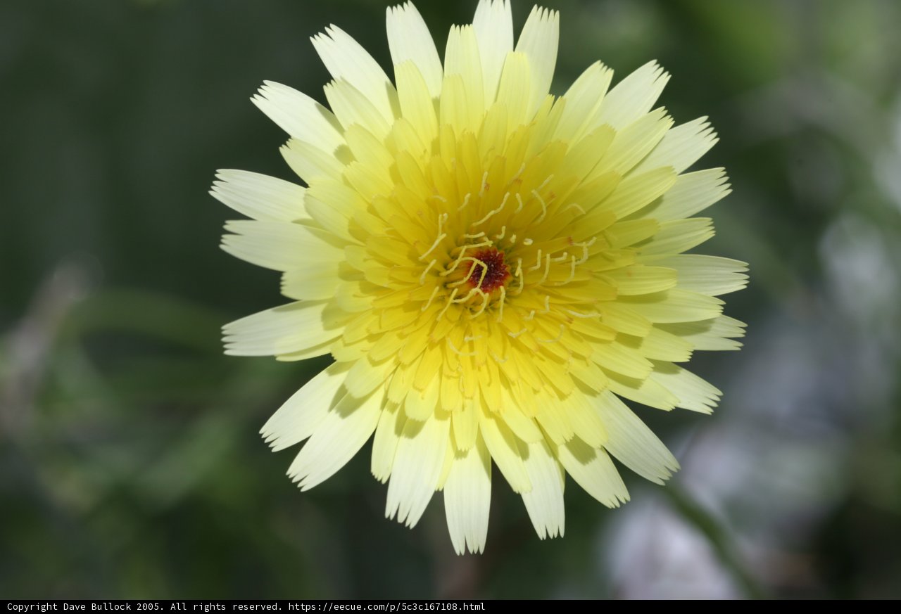 Bright Blooms