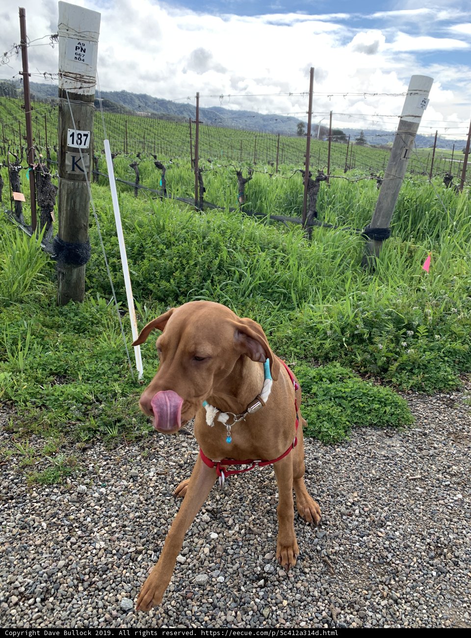 Red Leashed Vizsla on Gravel Road
