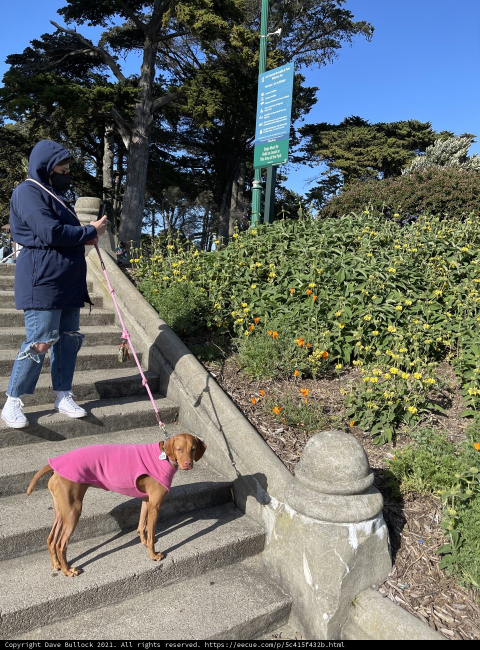 Walking the Pup in Alamo Square